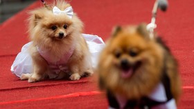 FOTO: Gemasnya Pernikahan Anjing di Manila