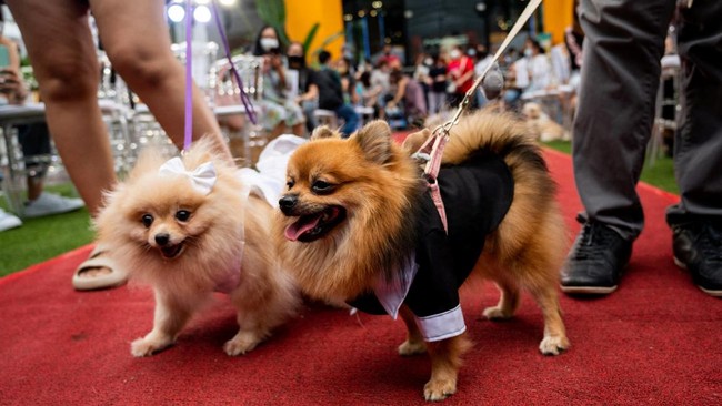 FOTO: Gemasnya Pernikahan Anjing di Manila