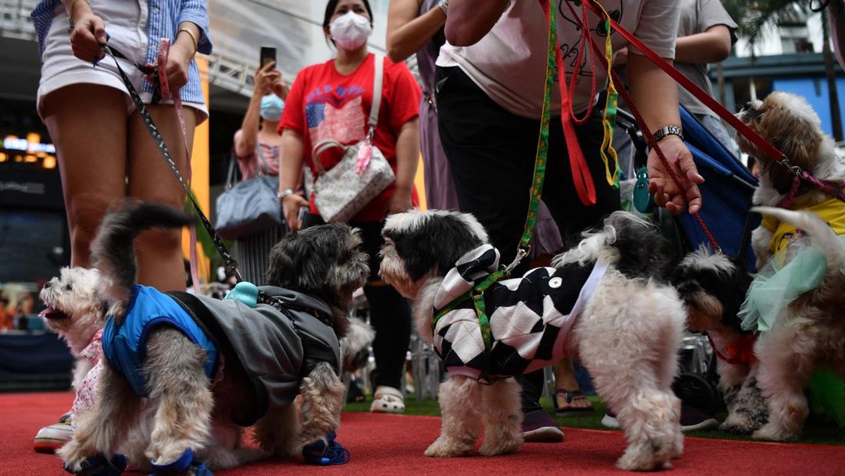 FOTO: Gemasnya Pernikahan Anjing di Manila