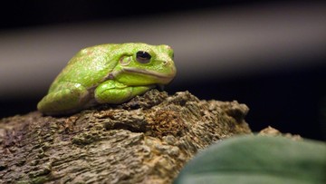 PERBEDAAN HEWAN VERTEBRATA DAN AVERTEBRATA