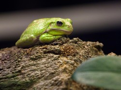 Artis Meninggal karena Makan Katak Beracun dalam Ritual Pembersihan