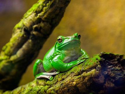 Ketahui Yuk Proses Daur Hidup Katak untuk Dipelajari Bareng Si Kecil