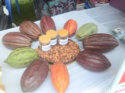 Petani Pinrang Keluhkan Harga Kakao Anjlok, Kini Dijual Rp 32 Ribu/Kg