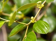 Pakar Temukan Fakta Mengejutkan Fotosintesis, Beda dari Buku Pelajaran