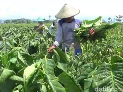 Banjir Paksa Petani Tembakau di Tulungagung Panen Dini