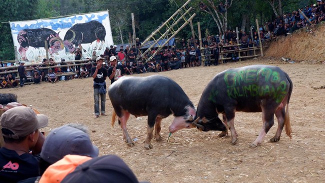 FOTO: Mengantar Arwah dalam Upacara Rambu Solo Suku Toraja