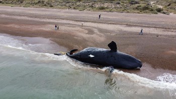 FOTO: 13 Paus Ditemukan Mati di Pantai Argentina