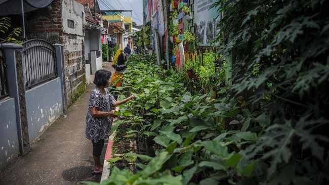 Minim lahan bukan berarti panen tidak bisa melimpah. Cukup terapkan cara ini agar berkebun bisa memberikan hasil optimal.