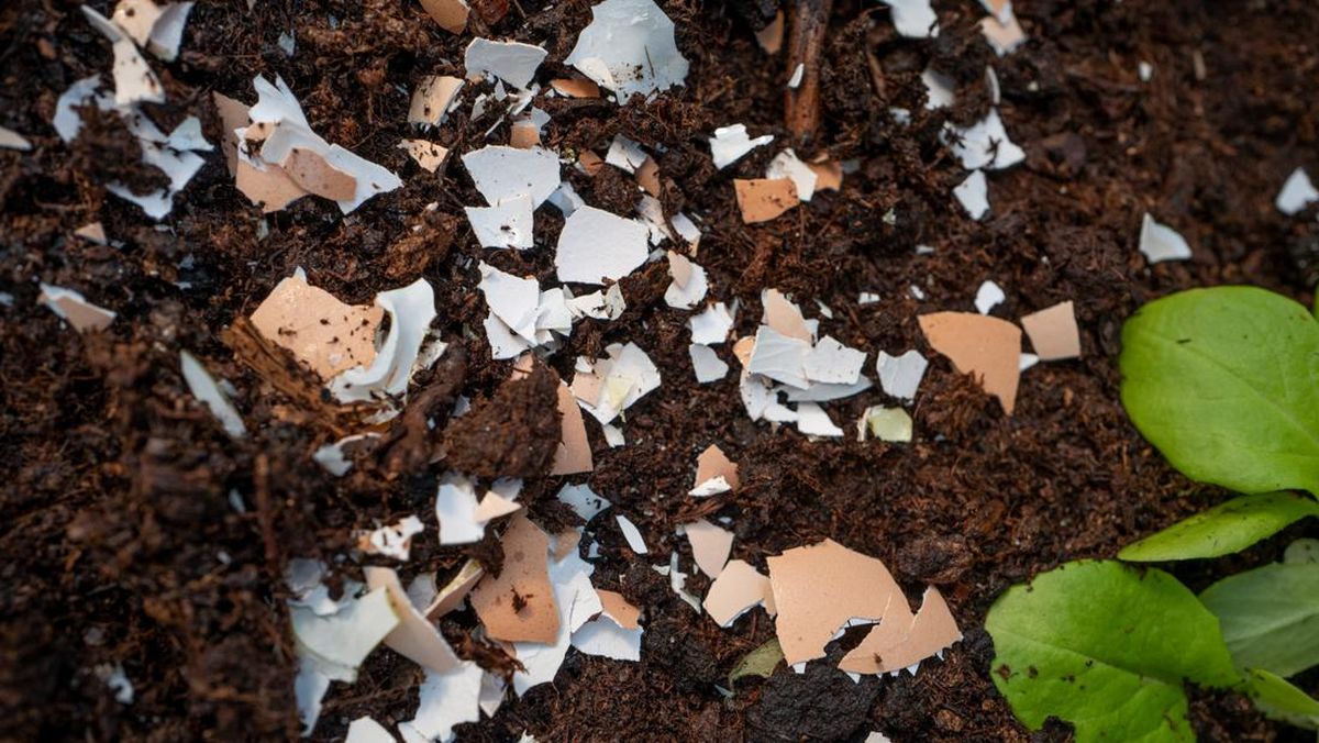 5 Cara Memanfaatkan Cangkang Telur agar Tak Berakhir di Tempat Sampah