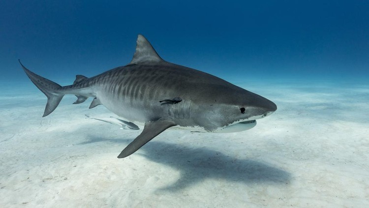 Tiger-shark above the bottom