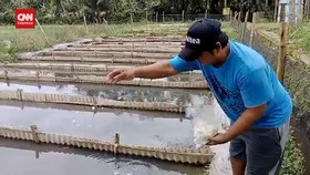VIDEO: Budidaya Cacing Sutera Dari Limbah Tahu