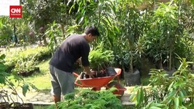 VIDEO: Raup Cuan 30 Juta Rupiah Dari Budidaya Bibit Tanaman