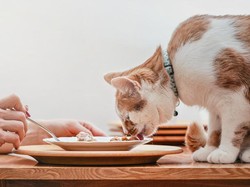 Kucing Tidak Boleh Diberi Susu Sapi, Bagaimana dengan Susu Oat?