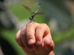 Ini Hewan dengan Umur Terpendek di Dunia, Enggak Sampai 5 Menit