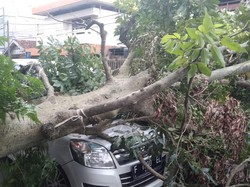 Hujan-Angin Kencang di Sukamakur Bogor, Sejumlah Pohon Tumbang Timpa 38 Rumah