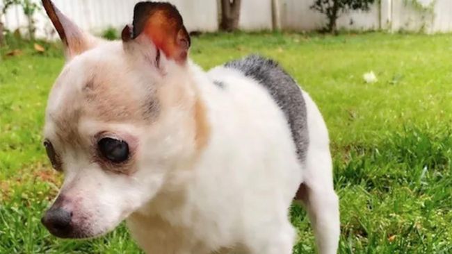 Anjing tertua di dunia, Pebbles meninggal dunia pada usia 22 tahun.