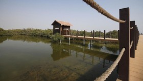 FOTO: Menikmati Sunyi Mangrove di Pulau Terbaik di Dunia