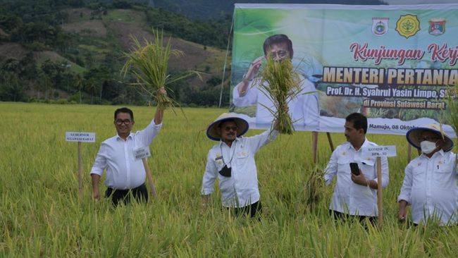 Dorong Hilirisasi Pertanian, Mentan Tinjau Panen Raya di Sulbar