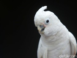 Kenapa Ada Burung yang Bisa Bersuara Mirip Manusia?