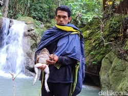 Kebiasaan Unik Warga Desa Kadingeh Enrekang yang Gemar Konsumsi Katak Besar