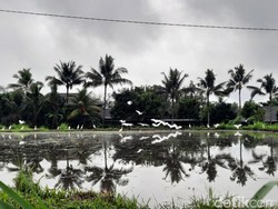 Jalan-jalan di Sawah Ubud, Dapat Bonus Bertemu Burung Kokokan