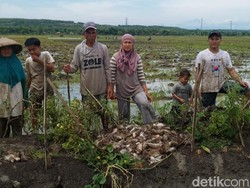 Pemkab Grobogan Gelar Lomba Gropyokan Tikus, Per Ekor Dihargai Rp 1.000