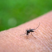 4 Aroma yang Disukai Nyamuk, Bikin Kamu Jadi Target Utama Gigitannya!