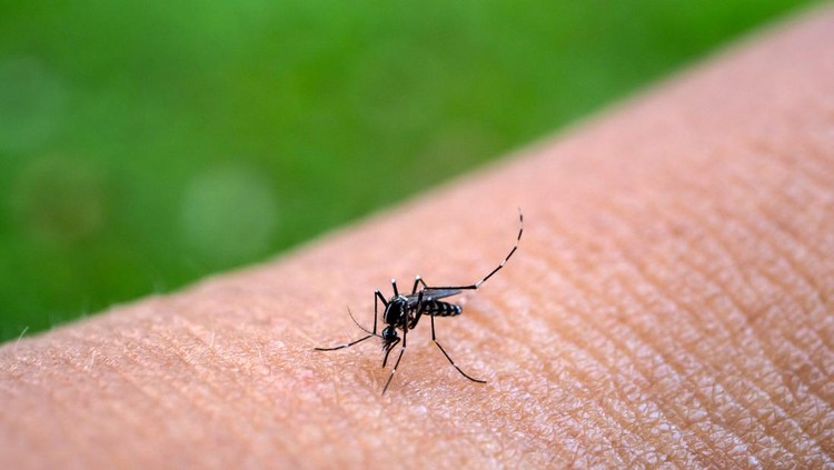 Ilustrasi Daur Hidup Nyamuk Aedes aegypti Mosquitoe bite and feeding blood on wrinkle skin.Aedes mosquitoes bring dengue disease.photo by select focus.