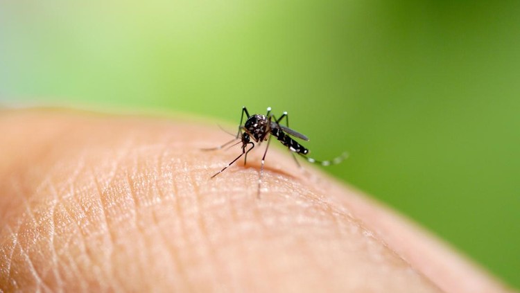 Aedes mosquito sucking blood