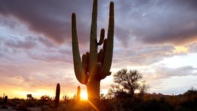 FOTO: Kaktus Raksasa Saguaro Terancam Perubahan Iklim