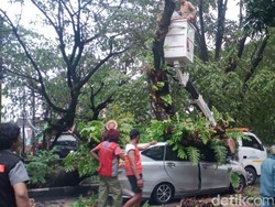 Mobil Taksi Online di Makassar Tertimpa Pohon, 7 Penumpang-Sopir Selamat