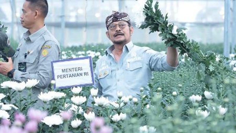 Menteri Pertanian Syahrul Yasin Limpo (SYL) melakukan panen sekaligus mengecek persiapan ekspor bunga krisan ke Jepang