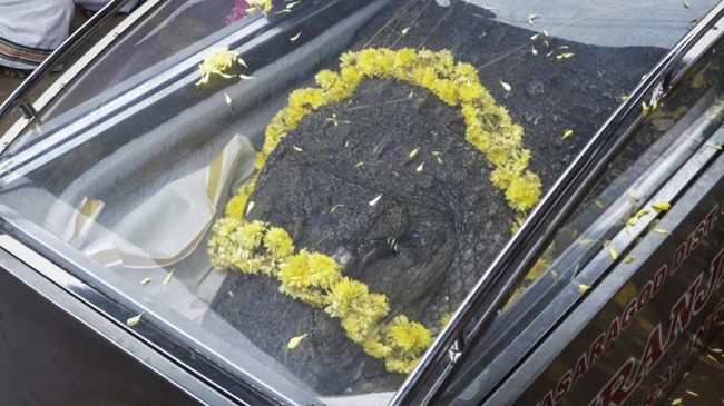 Ribuan orang menghadiri pemakaman Babia, seekor buaya vegetarian di India.
