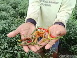 30 Hektare Lahan Cabai di Kulon Progo Rusak Imbas Hujan Berhari-hari