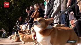 VIDEO: Pawai Anjing Corgi Mengenang Mendiang Ratu Elizabeth II