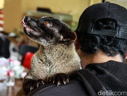 Mengenal Gejala Rabies, Penyebab Balita di Sikka Meninggal Dunia