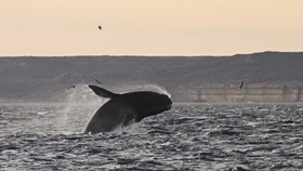 FOTO: Cagar Alam Punta Tombo, Surga di Semenanjung Valdes Argentina