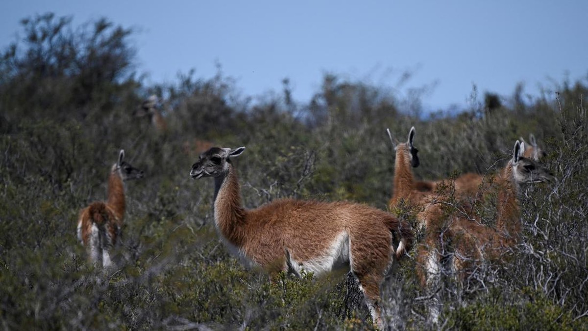 FOTO: Cagar Alam Punta Tombo, Surga di Semenanjung Valdes Argentina
