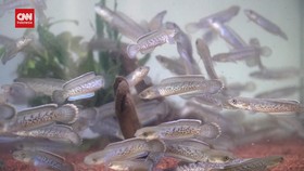 VIDEO: Peroleh Cuan Puluhan Juta Dari Ikan Channa