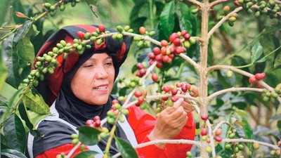 Buah Kopi Takengon Aceh sampai ke Amerika Serikat, Ini Buah Pemberdayaan UMKM BRI