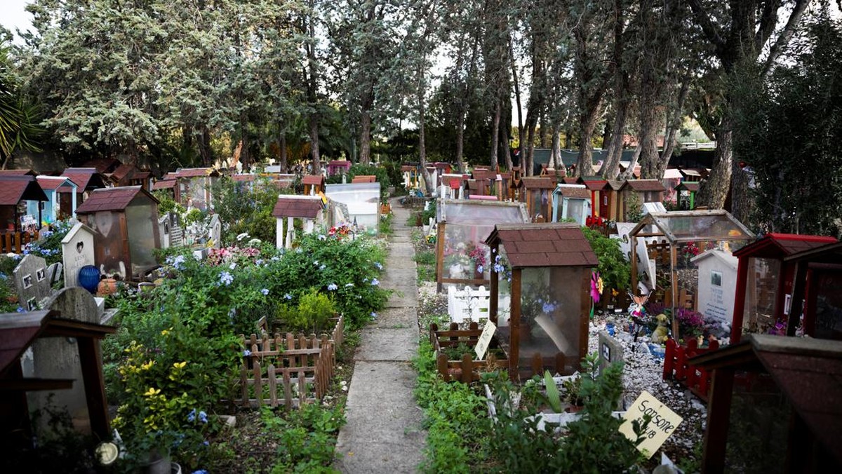 FOTO: Kuburan Hewan Tertua di Roma, Ada Ayam Betina Mussolini