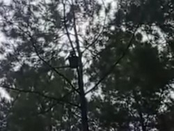 Heboh Pria Pekalongan Nangkring Berhari-hari di Pohon Tengah Hutan Pemalang