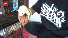 VIDEO: Budidaya Si Imut Yang Bisa Hasilkan Cuan Jutaan Rupiah