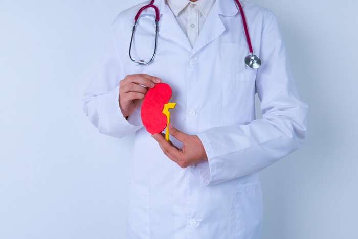 Male doctor with a stethoscope is holding mockup human kidney . Help and care concept