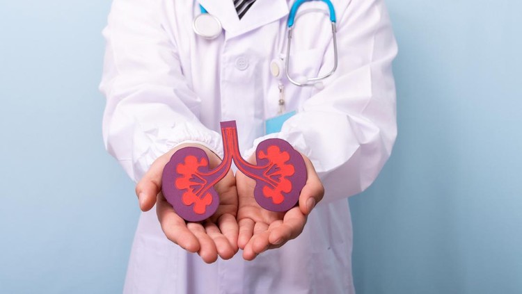 Ilustrasi Penyebab Gagal Ginjal Akut dan Cara Mencegahnya Doctor hands holding kidneys shape. Health care, medical insurance concept.