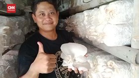 VIDEO: Pernah Bangkrut, Kini Berjaya karena Jamur TIram