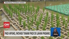 VIDEO: Padi Apung, Inovasi Tanam Padi di Lahan Pasang