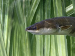 Belut Itu Ular atau Ikan? Ini Jawaban Ilmiahnya