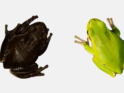 Katak Chernobyl Alami Evolusi Secara Cepat, Warna Kulit Tak Seperti Dulu