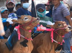 Uniknya Nama-nama Sapi Peserta Karapan Piala Presiden 2022 di Bangkalan